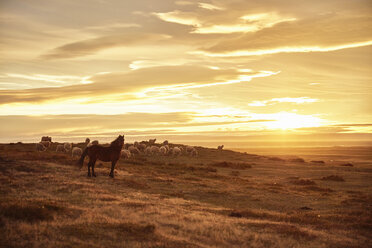 Chile, Feuerland, Porvenir, Pferd und Schafe auf der Weide bei Sonnenuntergang - SSCF00266