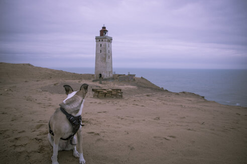 Dänemark, Nordjütland, Hund schaut auf den Leuchtturm Rubjerg Knude zur blauen Stunde - REAF00484