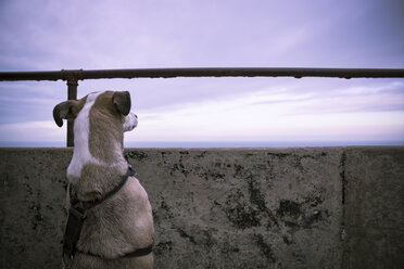 Dänemark, Nordjütland, Leuchtturm Rubjerg Knude, Rückenansicht eines Hundes mit Blick auf die Aussicht zur blauen Stunde - REAF00485