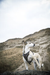 Dänemark, Nordjütland, Lonstrup, Hund auf Felsen - REAF00496