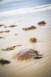 Denmark, stranded compass jellyfish on the beach - REAF00498