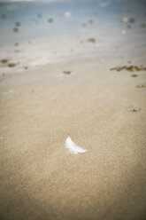 White feather lying on sandy beach - REAF00499