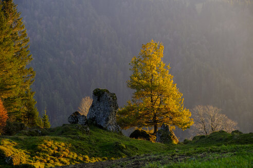 Österreich, Vorarlberg, Naturpark Nagelfluhkette, Balderschwanger Tal, Sippersegg bei Hittisau, Stein und Baum im Herbst - LBF02293