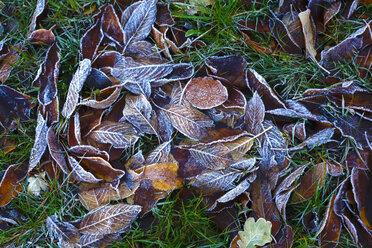 Frostbedeckte Herbstblätter auf einer Wiese - JTF01149