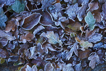 Frost-covered autumn leaves - JTF01151