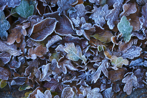 Frostbedeckte Herbstblätter - JTF01151