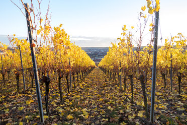 Deutschland, Würzburg, Weinberge am Würzburger Stein im Herbst - NDF00836