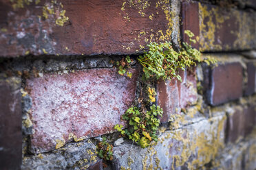 Germany, Bavaria, Nuremberg, Detail of brick wall with plants - MHF00489