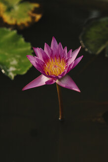 Hohe Winkel Ansicht von Lotus Seerose wächst in See - CAVF59234