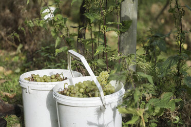 Bunch of grapes in buckets at vineyard - CAVF59255