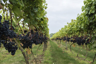 Frische Weintrauben auf dem Weinberg - CAVF59256