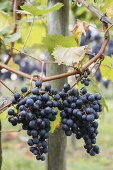 Bunch of red grapes growing at vineyard - CAVF59257