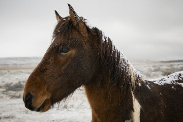 Nahaufnahme eines Pferdes gegen den Himmel im Winter - CAVF59318