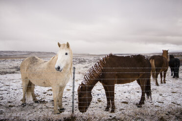 Pferde auf einem Feld im Winter gegen den Himmel stehend - CAVF59319