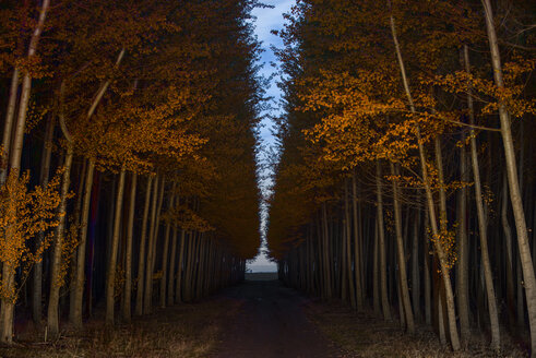 Fußweg inmitten von Bäumen im Herbst bei Sonnenuntergang - CAVF59325
