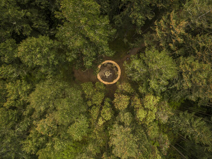 Hochformatige Ansicht von Bäumen im Wald - CAVF59457