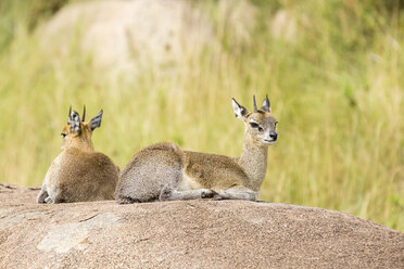 Auf Felsen sitzende Hirsche im Serengeti-Nationalpark - CAVF59595