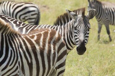 Zebras auf der Weide im Serengeti-Nationalpark - CAVF59596