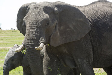 Elefant mit Kalb auf einem Feld im Serengeti-Nationalpark - CAVF59597