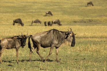 Gnus auf dem Feld im Serengeti-Nationalpark - CAVF59598