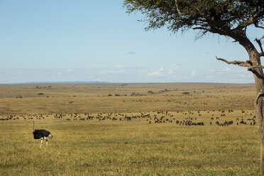 Strauß auf einem Feld im Serengeti-Nationalpark gegen den Himmel - CAVF59599