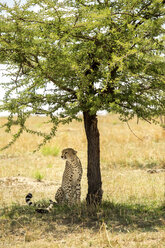 Gepard sitzend an einem Baum auf einem Feld im Serengeti-Nationalpark - CAVF59610