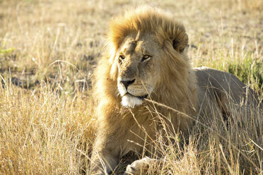 Löwe auf einem Feld im Serengeti-Nationalpark sitzend - CAVF59611