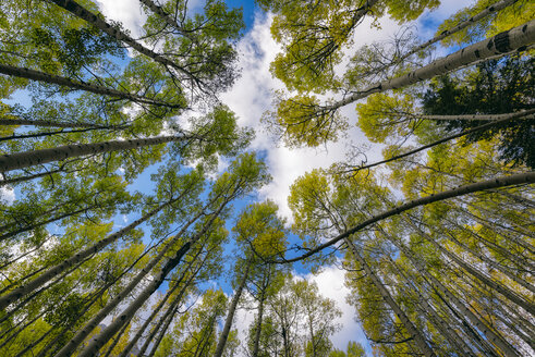 Niedrige Winkelansicht von Bäumen gegen den Himmel im Wald - CAVF59631