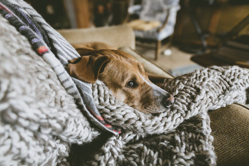 Hoher Blickwinkel auf einen Hund, der zu Hause auf dem Bett liegt - CAVF59633