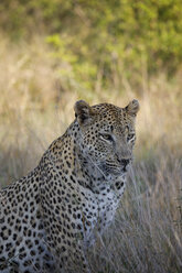 Leopard schaut weg, während er inmitten von Pflanzen auf einem Feld im Sabie Park sitzt - CAVF59673