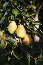 Williams pears at tree - EVGF03392