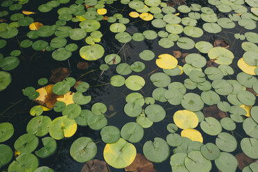 Detail von Seerosen auf dem ruhigen See Green Lake, Seattle, Washington, USA. - MINF09711