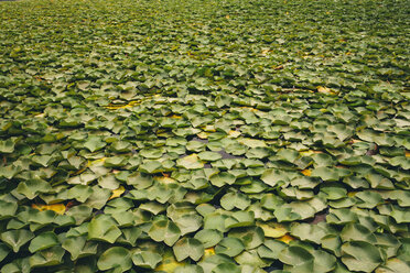 Detail von Seerosen auf einem ruhigen See, Green Lake, Seattle, Washington, USA. - MINF09712