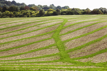 Ackerlandschaft im August, eine hügelige Landschaft mit grünen und braunen Feldern, grünes Getreide, das nach der Ernte in Streifen auf den gepflügten Feldern wächst. - MINF09721