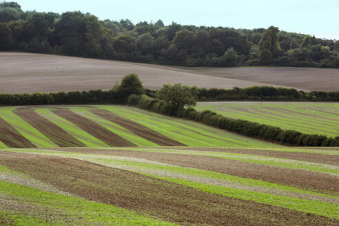 Ackerlandschaft im August, eine hügelige Landschaft mit grünen und braunen Feldern, grünes Getreide, das nach der Ernte in Streifen auf den gepflügten Feldern wächst. - MINF09722