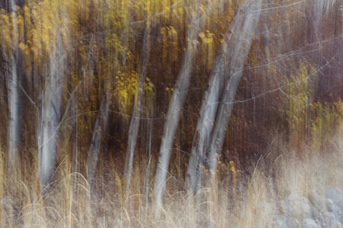 Unscharfe Bewegung, ein Wald von Espen im Herbst, gerade weiße Baumstämme, abstrakt. - MINF09725