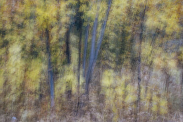 Unscharfe Bewegung, ein Wald von Espen im Herbst, gerade weiße Baumstämme, abstrakt. - MINF09726