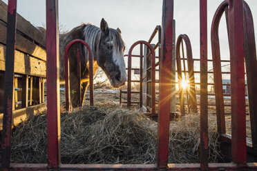 Weidende Pferde auf einer Ranch bei Sonnenuntergang - CAVF59799
