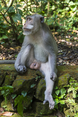 Indonesien, Bali, Langschwanzmakaken, Macaca fascicularis, lizenzfreies Stockfoto