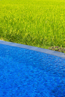 Indonesia, Bali, Ubud, pool at the rice paddies - RUNF00395