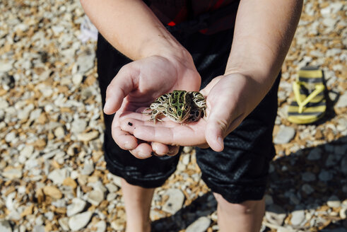 Mittelteil eines Jungen, der einen Frosch hält und auf einem Feld steht - CAVF59928