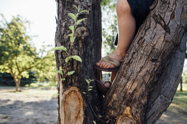 Low section of boy standing on tree at park - CAVF59931