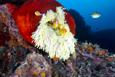 Fish swimming by magnificent sea anemone underwater - CAVF60010