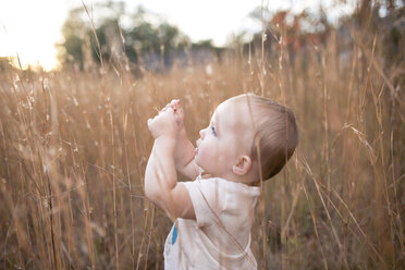 Seitenansicht eines kleinen Mädchens inmitten von trockenen Pflanzen - CAVF60019