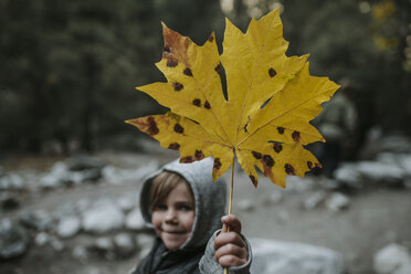 Portrait of boy showing maple leaf at Yosemite National Park during autumn - CAVF60128
