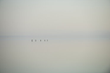 Birds flying over Salton Sea against clear sky - CAVF60194