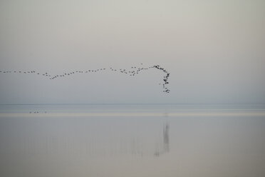 Vogelschwarm fliegt über Salton Sea gegen den Himmel - CAVF60202