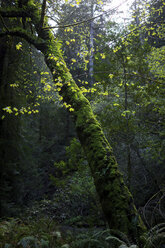 Trees and plants growing in forest - CAVF60283