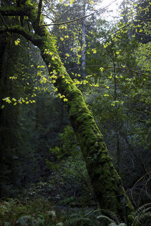 Bäume und Pflanzen, die im Wald wachsen - CAVF60283