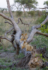 Lion cubs playing on fallen tree in forest at Sabie Park - CAVF60322